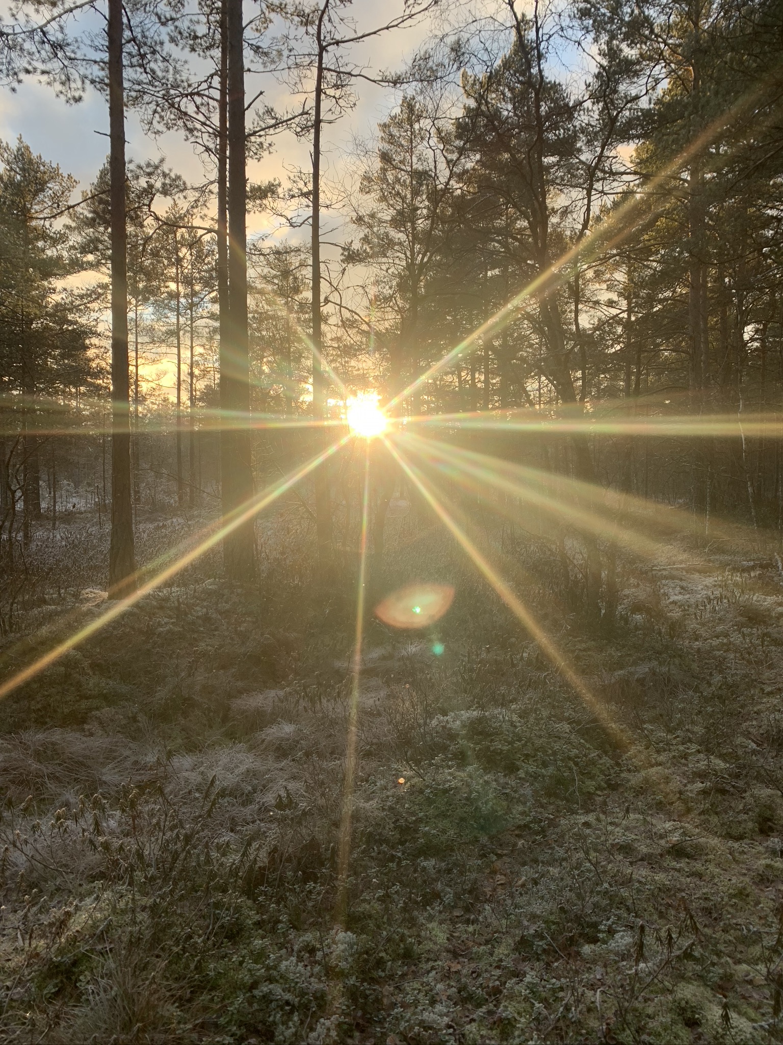 Sol i skog